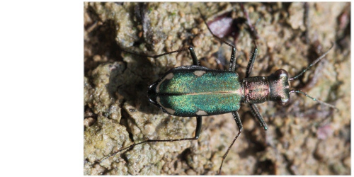 Cylindera (Cylindera) germanica germanica (Linaeus, 1758) Cylindera (Cylindera) germanica germanica (Linaeus, 1758)
