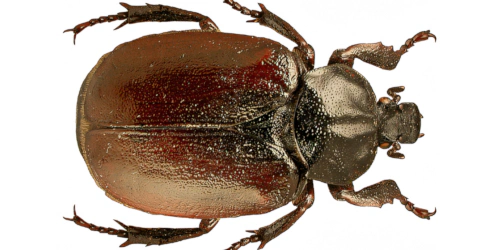 Osmoderma barnabita (Motschulsky, 1845) Osmoderma barnabita (Motschulsky, 1845)